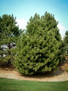 Сосна Чёрная (Pinus Nigra) купить по цене от 270.00р. в интернет-магазине «Посадика» с доставкой почтой в в Городовиковске и по всей России – [изображение №1].