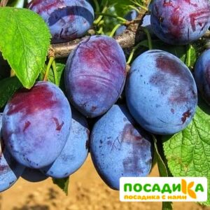 Слива Чачакская ранняя купить по цене от 229.00р. в интернет-магазине «Посадика» с доставкой почтой в в Городовиковске и по всей России – [изображение №1].