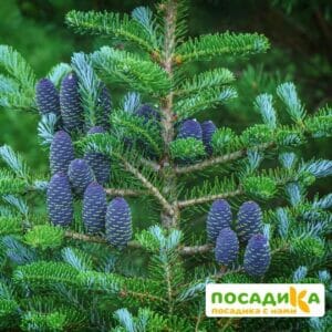 Пихта корейская (Abies koreana) купить по цене от 450.00р. в интернет-магазине «Посадика» с доставкой почтой в в Городовиковске и по всей России – [изображение №1].