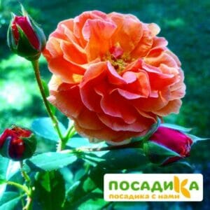 Роза Арабия купить по цене от 350.00р. в интернет-магазине «Посадика» с доставкой почтой в в Городовиковске и по всей России – [изображение №1].