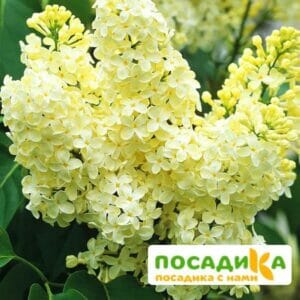 Сирень Примроуз (Primrose) купить по цене от 529.00р. в интернет-магазине «Посадика» с доставкой почтой в в Городовиковске и по всей России – [изображение №1].