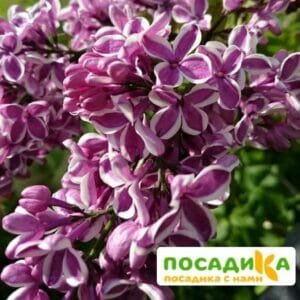 Сирень Сенсация купить по цене от 529.00р. в интернет-магазине «Посадика» с доставкой почтой в в Городовиковске и по всей России – [изображение №1].