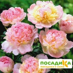 Пион Распберри Сандей (Paeonia Raspberry Sundae) купить по цене от 959р. в интернет-магазине «Посадика» с доставкой почтой в в Городовиковске и по всей России – [изображение №1].