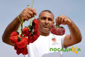 Клубника Гигант Джорнея купить по цене от 266р. в интернет-магазине «Посадика» с доставкой почтой в в Городовиковске и по всей России – [изображение №1].
