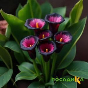 Калла Аура Лейс купить по цене от 400р. в интернет-магазине «Посадика» с доставкой почтой в в Городовиковске и по всей России – [изображение №1].