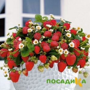 Клубника Рубиновый Шепот (горшечная) купить по цене от 240р. в интернет-магазине «Посадика» с доставкой почтой в в Городовиковске и по всей России – [изображение №1].