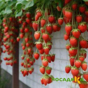 Клубника вьющаяся Комплимент купить по цене от 470р. в интернет-магазине «Посадика» с доставкой почтой в в Городовиковске и по всей России – [изображение №1].