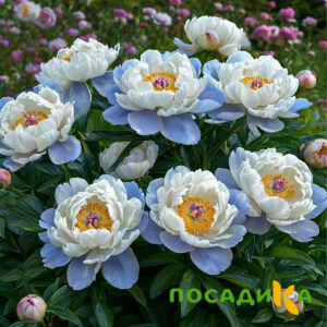 Пион акварельный Этюд купить по цене от 806р. в интернет-магазине «Посадика» с доставкой почтой в в Городовиковске и по всей России – [изображение №1].
