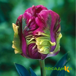 Тюльпан Экзотик Хэвен купить по цене от 186р. в интернет-магазине «Посадика» с доставкой почтой в в Городовиковске и по всей России – [изображение №1].